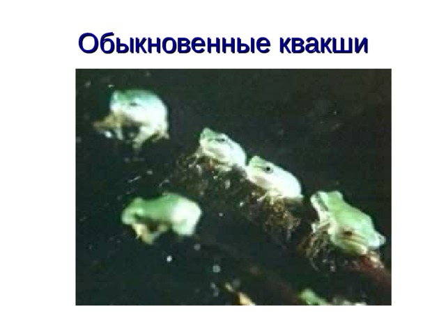 Обыкновенные квакши 