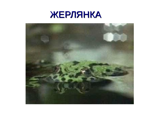ЖЕРЛЯНКА 