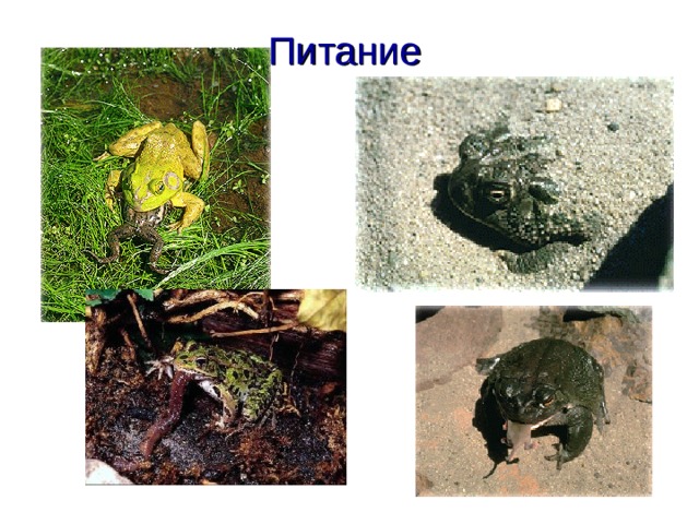 Питание  