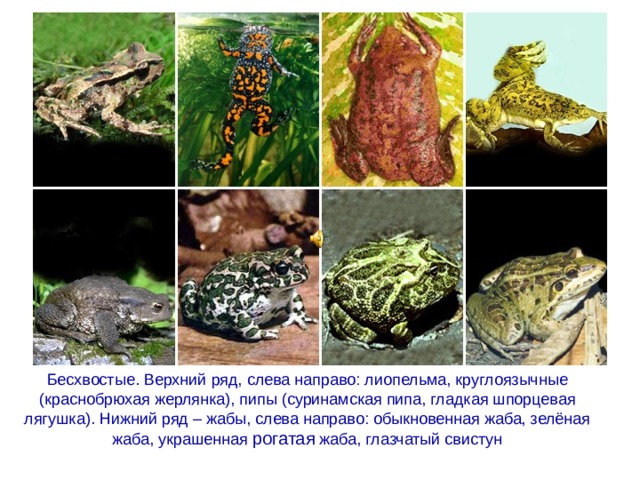 Бесхвостые. Верхний ряд, слева направо: лиопельма, круглоязычные (краснобрюхая жерлянка), пипы (суринамская пипа, гладкая шпорцевая лягушка). Нижний ряд – жабы, слева направо: обыкновенная жаба, зелёная жаба, украшенная рогатая жаба, глазчатый свистун 