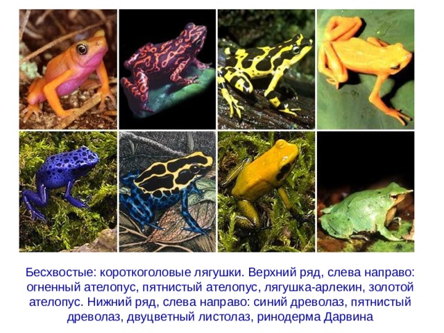 Бесхвостые: короткоголовые лягушки. Верхний ряд, слева направо: огненный ателопус, пятнистый ателопус, лягушка-арлекин, золотой ателопус. Нижний ряд, слева направо: синий древолаз, пятнистый древолаз, двуцветный листолаз, ринодерма Дарвина 