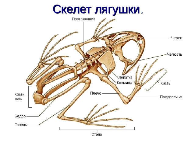 Скелет лягушки . 