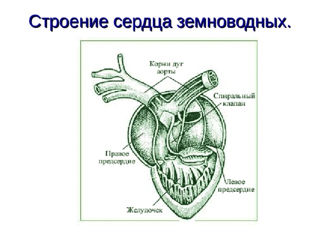 Строение сердца земноводных. 