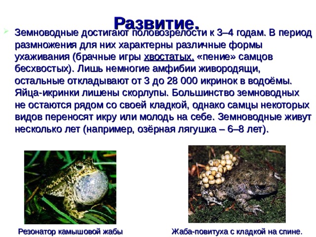 Развитие.    Земноводные достигают половозрелости к 3–4 годам. В период размножения для них характерны различные формы ухаживания (брачные игры хвостатых, «пение» самцов бесхвостых). Лишь немногие амфибии живородящи, остальные откладывают от 3 до 28 000 икринок в водоёмы. Яйца-икринки лишены скорлупы. Большинство земноводных не остаются рядом со своей кладкой, однако самцы некоторых видов переносят икру или молодь на себе. Земноводные живут несколько лет (например, озёрная лягушка – 6–8 лет). Жаба-повитуха с кладкой на спине. Резонатор камышовой жабы 