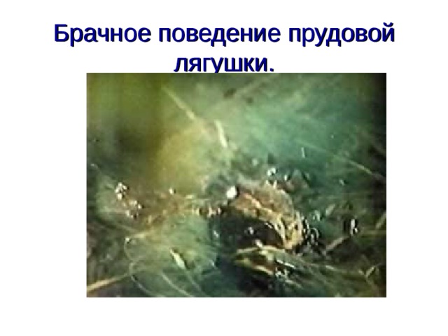 Брачное поведение прудовой лягушки. 