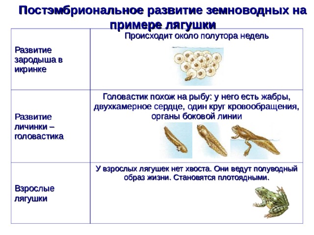 Постэмбриональное развитие земноводных на примере лягушки Развитие зародыша в икринке Происходит около полутора недель   Развитие личинки – головастика Головастик похож на рыбу: у него есть жабры, двухкамерное сердце, один круг кровообращения, органы боковой линии   Взрослые лягушки У взрослых лягушек нет хвоста. Они ведут полуводный образ жизни. Становятся плотоядными.   