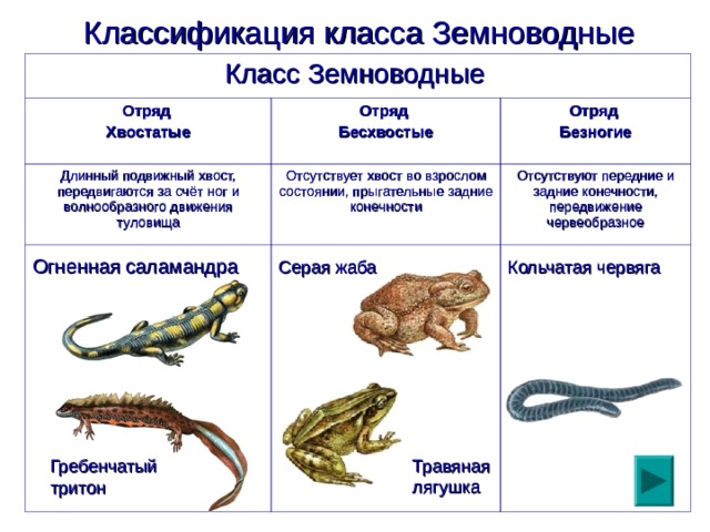 Классификация класса Земноводные  Класс Земноводные  Отряд Хвостатые Отряд Бесхвостые Длинный подвижный хвост, передвигаются за счёт ног и волнообразного движения туловища Отряд Безногие Огненная саламандра  Отсутствует хвост во взрослом состоянии, прыгательные задние конечности Серая жаба  Отсутствуют передние и задние конечности, передвижение червеобразное Кольчатая червяга  Травяная лягушка Гребенчатый тритон  