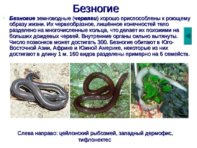 Безногие  Безногие земноводные ( червяги ) хорошо приспособлены к роющему образу жизни. Их червеобразное, лишённое конечностей тело разделено на многочисленные кольца, что делает их похожими на больших дождевых червей. Внутренние органы сильно вытянуты. Число позвонков может достигать 300. Безногие обитают в Юго-Восточной Азии, Африке и Южной Америке, некоторые из них достигают в длину 1 м. 160 видов разделены примерно на 6 семейств. Слева направо: цейлонский рыбозмей, западный дермофис, тифлонектес  