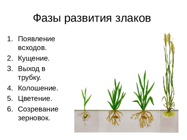 Фазы развития злаков Появление всходов. Кущение. Выход в трубку. Колошение. Цветение. Созревание зерновок.  Если ты помнишь, проросток пшеницы, образовавшийся из ее зерновки, представляет собой маленькое растеньице, в котором можно рассмотреть корни, стебель и листья.  По мере развития растения, у основания стебля из боковых почек начинают развиваться боковые побеги.  Постепенно образуется кустик. Поэтому такой процесс и называется кущением. На этой стадии развития растения междоузлия его побегов развиты очень плохо.  Затем начинается быстрый рост междоузлий. Побеги удлиняются. Это называется 