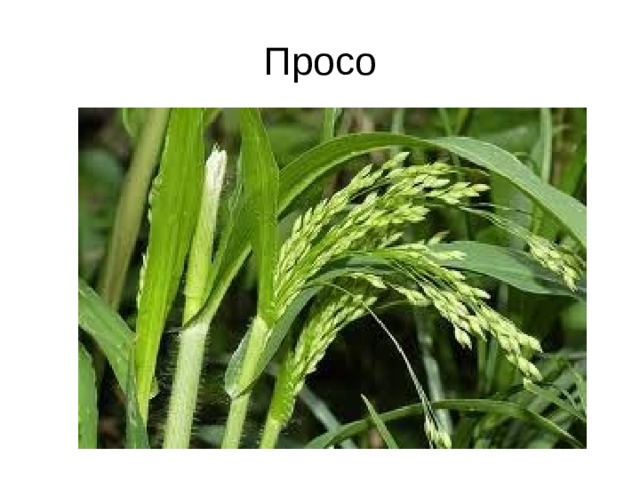 Просо 