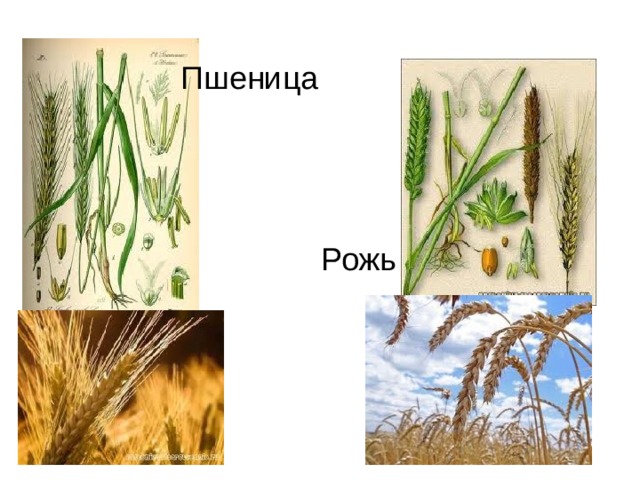 Пшеница Рожь 