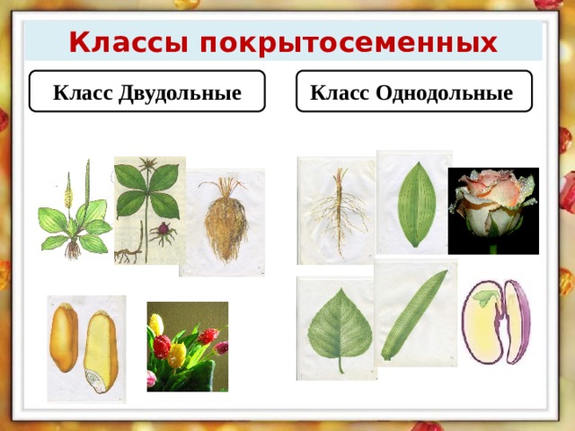 Классы покрытосеменных Класс Двудольные Класс Однодольные  