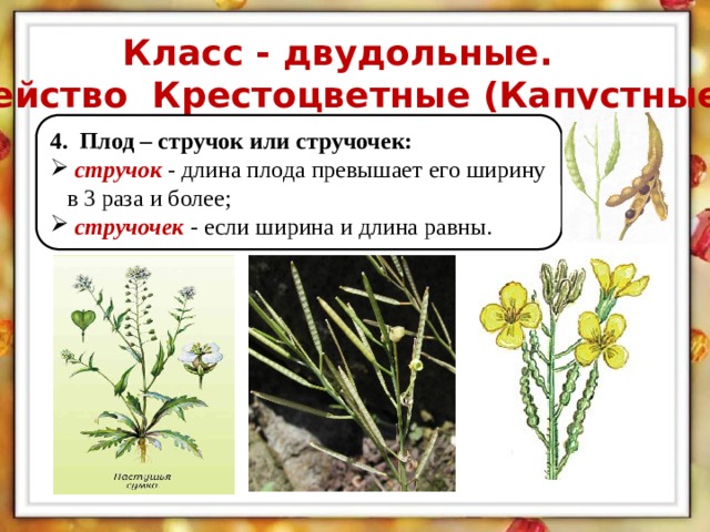 Класс - двудольные. Семейство Крестоцветные (Капустные). 4. Плод – стручок или стручочек:  стручок - длина плода превышает его ширину в 3 раза и более;  стручочек - если ширина и длина равны.  