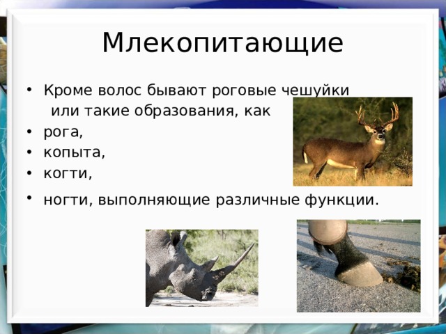 Млекопитающие Кроме волос бывают роговые чешуйки  или такие образования, как рога, копыта, когти, ногти, выполняющие различные функции.  