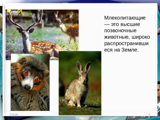 Млекопитающие — это высшие позвоночные животные, широко распространившиеся на 3емле. 7/9/20  