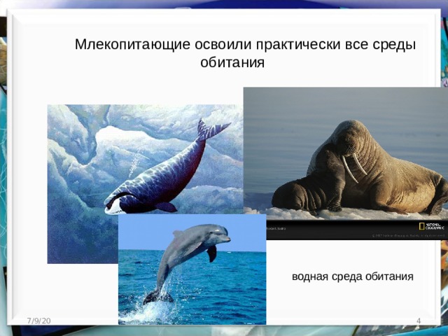  Млекопитающие освоили практически все среды обитания водная среда обитания 7/9/20  http://aida.ucoz.ru 