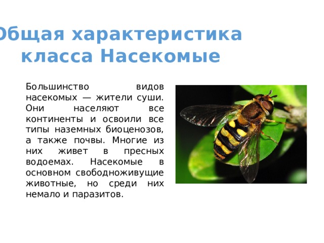 Общая характеристика класса Насекомые Большинство видов насекомых — жители суши. Они населяют все континенты и освоили все типы наземных биоценозов, а также почвы. Многие из них живет в пресных водоемах. Насекомые в основном свободноживущие животные, но среди них немало и паразитов. 