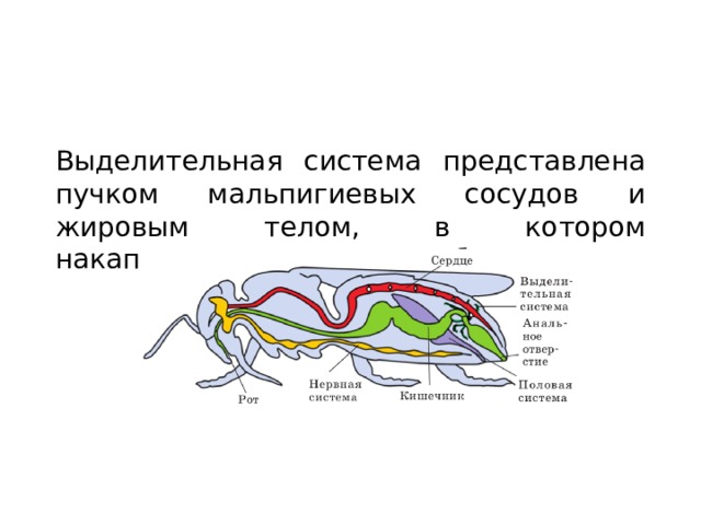 Выделительная система Выделительная система представлена пучком мальпигиевых сосудов и жировым телом, в котором накапливаются продукты обмена 