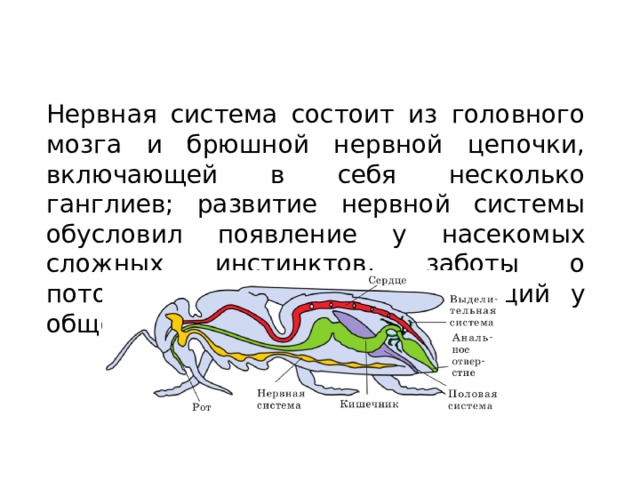 Нервная система Нервная система состоит из головного мозга и брюшной нервной цепочки, включающей в себя несколько ганглиев; развитие нервной системы обусловил появление у насекомых сложных инстинктов, заботы о потомстве, распределение функций у общественных насекомых 
