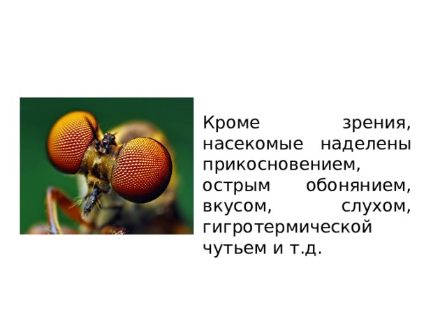 Органы чувств Кроме зрения, насекомые наделены прикосновением, острым обонянием, вкусом, слухом, гигротермической чутьем и т.д. 