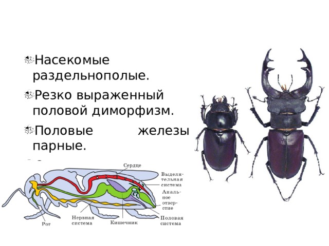 Половая система Насекомые раздельнополые. Резко выраженный половой диморфизм. Половые железы парные. Оплодотворение внутреннее. 