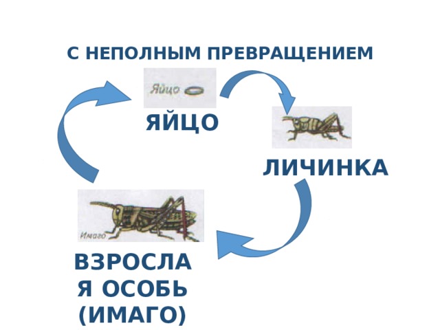   С НЕПОЛНЫМ ПРЕВРАЩЕНИЕМ   ЯЙЦО ЛИЧИНКА ВЗРОСЛАЯ ОСОБЬ (ИМАГО) 