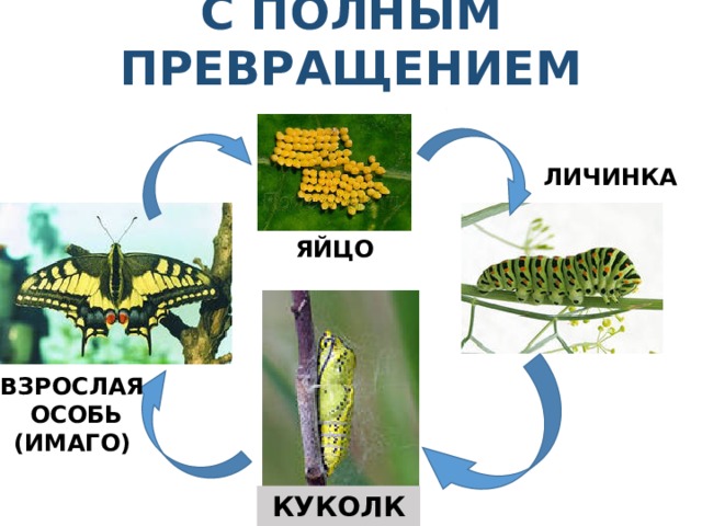   С ПОЛНЫМ ПРЕВРАЩЕНИЕМ   ЛИЧИНКА ЯЙЦО ВЗРОСЛАЯ  ОСОБЬ (ИМАГО) КУКОЛКА 