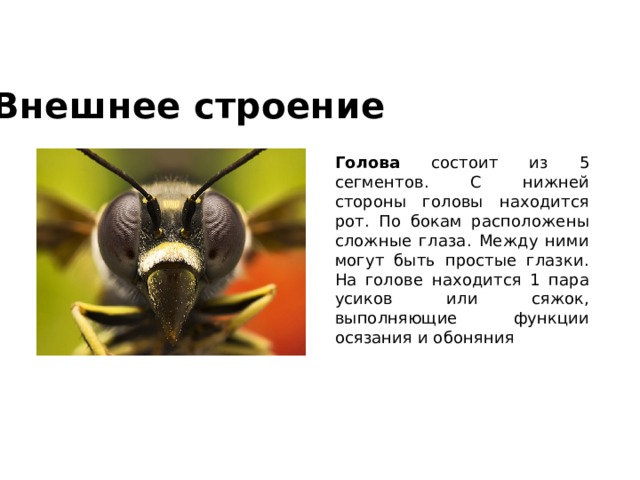 Внешнее строение Голова состоит из 5 сегментов. С нижней стороны головы находится рот. По бокам расположены сложные глаза. Между ними могут быть простые глазки. На голове находится 1 пара усиков или сяжок, выполняющие функции осязания и обоняния 