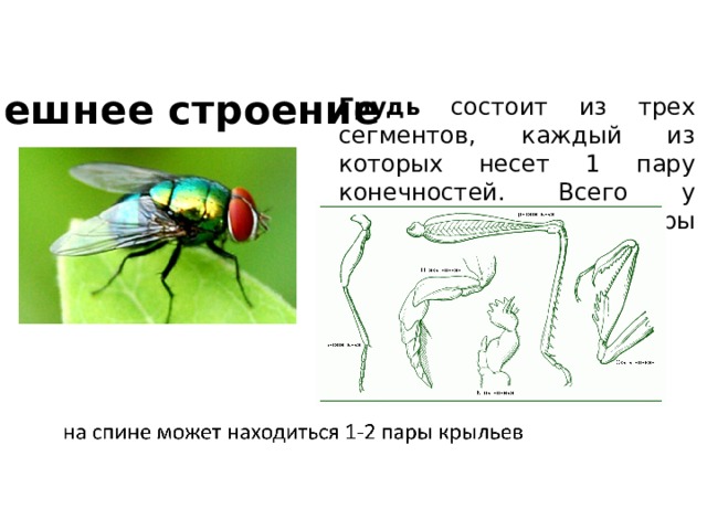 Внешнее строение Грудь состоит из трех сегментов, каждый из которых несет 1 пару конечностей. Всего у насекомых 3 пары конечностей 