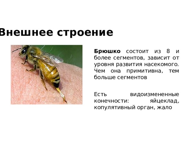 Внешнее строение Брюшко состоит из 8 и более сегментов, зависит от уровня развития насекомого. Чем она примитивна, тем больше сегментов Есть видоизмененные конечности: яйцеклад, копулятивный орган, жало 
