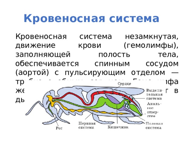 Кровеносная система Кровеносная система незамкнутая, движение крови (гемолимфы), заполняющей полость тела, обеспечивается спинным сосудом (аортой) с пульсирующим отделом — трубкоподобным сердцем. Гемолимфа желтоватого цвета и не участвует в дыхании 