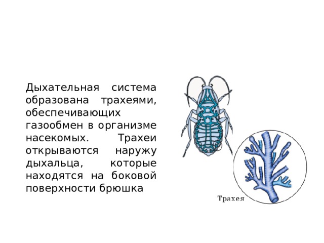 Дыхательная система Дыхательная система образована трахеями, обеспечивающих газообмен в организме насекомых. Трахеи открываются наружу дыхальца, которые находятся на боковой поверхности брюшка 