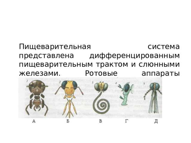 Пищеварительная система Пищеварительная система представлена дифференцированным пищеварительным трактом и слюнными железами. Ротовые аппараты различные по типу и строению. 