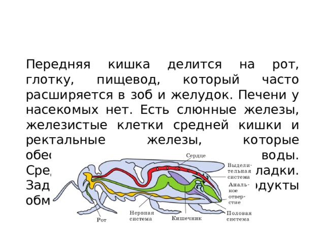 Пищеварительная система Передняя кишка делится на рот, глотку, пищевод, который часто расширяется в зоб и желудок. Печени у насекомых нет. Есть слюнные железы, железистые клетки средней кишки и ректальные железы, которые обеспечивают всасывания воды. Средняя кишка образует складки. Задняя кишка выводит продукты обмена веществ 