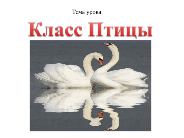 Тема урока :  
