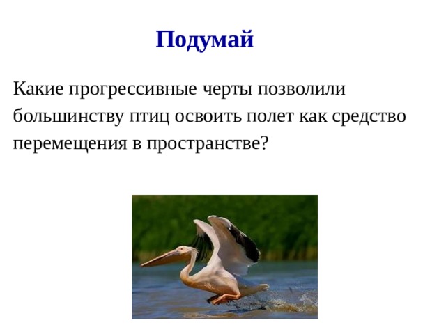 Подумай Какие прогрессивные черты позволили большинству птиц освоить полет как средство перемещения в пространстве? 