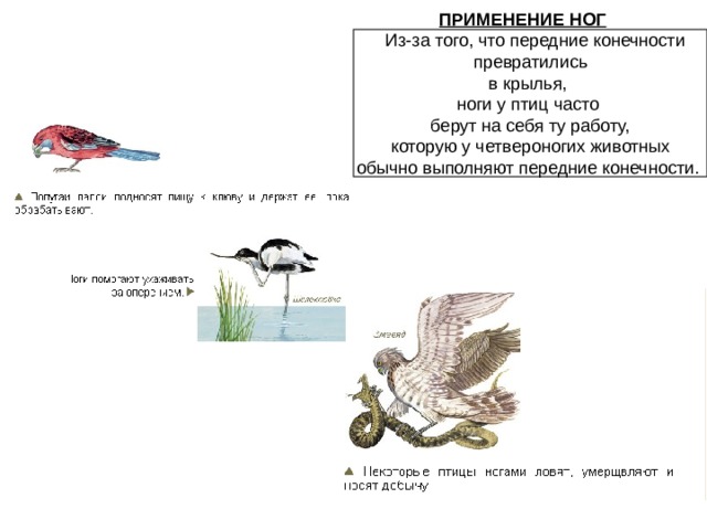 ПРИМЕНЕНИЕ НОГ   Из-за того, что передние конечности  превратились в крылья, ноги у птиц часто берут на себя ту работу,  которую у четвероногих животных обычно выполняют передние конечности.   