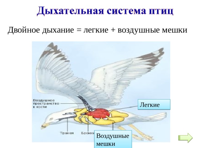 Двойное дыхание = легкие + воздушные мешки Легкие Воздушные мешки 