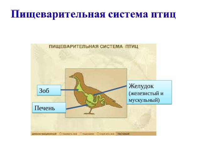 Желудок (железистый и мускульный) Зоб Печень 