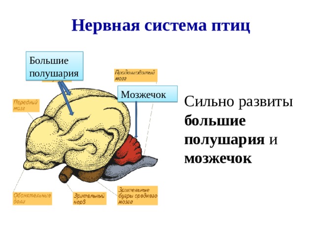 Нервная система птиц Большие полушария Сильно развиты большие полушария и мозжечок   Мозжечок 