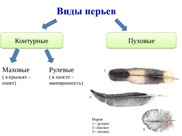 Контурные Пуховые Маховые ( в крыльях – полет) Рулевые ( в хвосте – маневренность) 