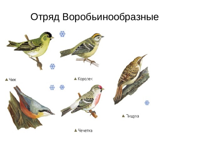 Отряд Воробьинообразные  