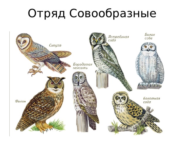 Отряд Совообразные 