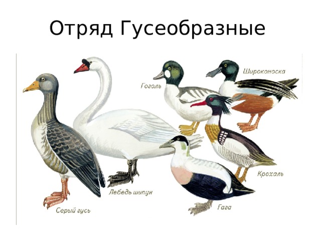Отряд Гусеобразные 