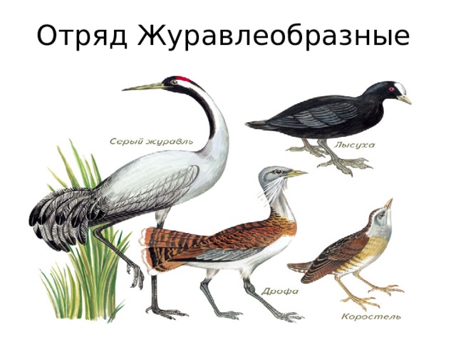 Отряд Журавлеобразные 