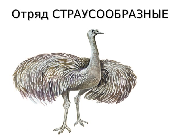 Отряд СТРАУСООБРАЗНЫЕ 
