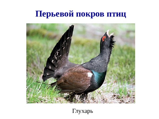Перьевой покров птиц Глухарь 