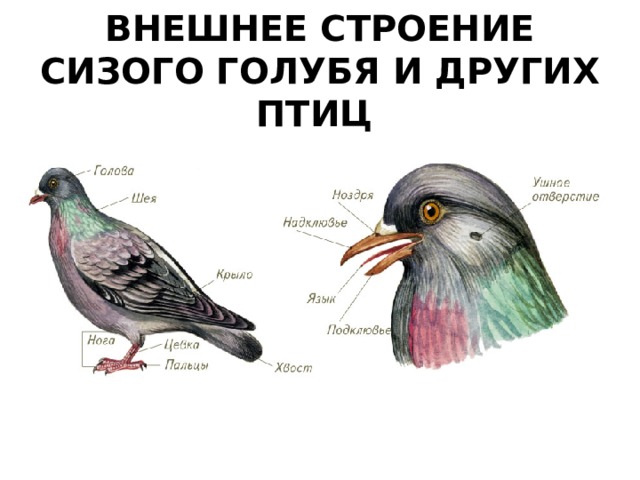 ВНЕШНЕЕ СТРОЕНИЕ СИЗОГО ГОЛУБЯ И ДРУГИХ ПТИЦ  