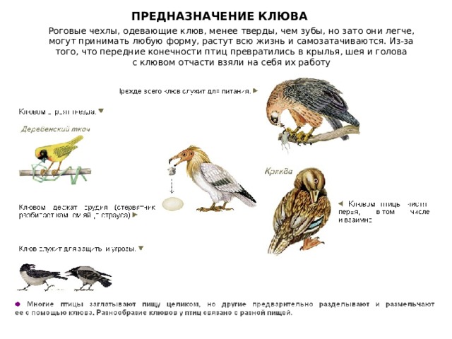 ПРЕДНАЗНАЧЕНИЕ КЛЮВА    Роговые чехлы, одевающие клюв, менее тверды, чем зубы, но зато они легче, могут принимать любую форму, растут всю жизнь и самозатачиваются. Из-за того, что передние конечности птиц превратились в крылья, шея и голова с клювом отчасти взяли на себя их работу 