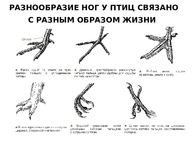 РАЗНООБРАЗИЕ НОГ У ПТИЦ СВЯЗАНО С РАЗНЫМ ОБРАЗОМ ЖИЗНИ    